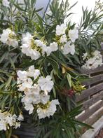 Oleander, Ophalen