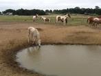 Stalling met weidegang