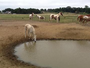 Stalling met weidegang