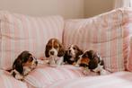Beagle pups, Dieren en Toebehoren, CDV (hondenziekte), Meerdere, 8 tot 15 weken, Meerdere dieren