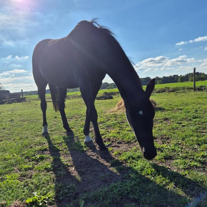 Super brave KWPN merrie, Dieren en Toebehoren, Paarden, Merrie, 165 tot 170 cm, 11 jaar of ouder, Recreatiepaard, Met stamboom