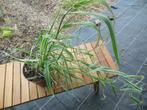 Siergras - wit/groen - grote plant, Ophalen, Vaste plant, Siergrassen, Bloeit niet