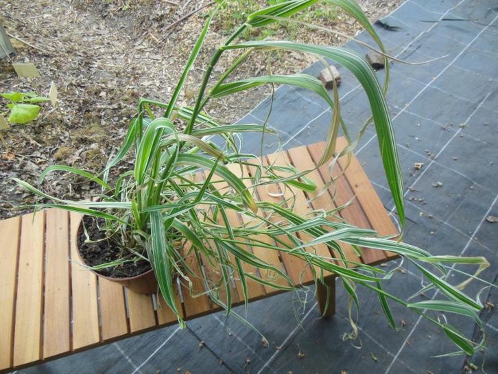 Siergras - wit/groen - grote plant, Tuin en Terras, Planten | Tuinplanten, Vaste plant, Siergrassen, Halfschaduw, Bloeit niet