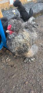 Zijdehoen haan, Dieren en Toebehoren