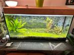 Aquarium 200 L avec lampe led et filtre, Animaux & Accessoires, Poissons | Aquariums & Accessoires, Enlèvement, Comme neuf