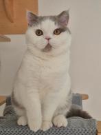 Brits korthaar poesje, Dieren en Toebehoren, Met stamboom