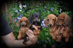 Teckel pups, België, CDV (hondenziekte), 8 tot 15 weken, Korthaar