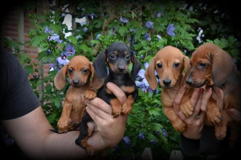Teckel pups, Dieren en Toebehoren, Honden | Teckels en Dashonden, Meerdere dieren, Korthaar, Dwerg, Fokker | Professioneel, Meerdere