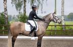 8 jarige PRE (Andalusiër) ruin, Dieren en Toebehoren, Paarden, Gechipt, Ruin, M, Dressuurpaard