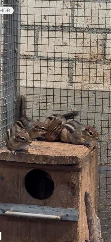 Oostelijke wangzak eekhoorn / chipmunk (tamias striatus) beschikbaar voor biedingen