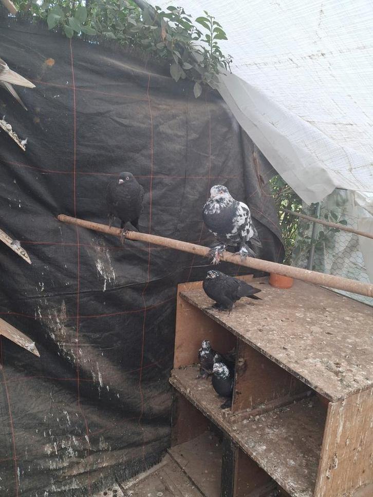 Tuimelaars rollers, Tuin en Terras, Tuinhuizen, Zo goed als nieuw, Ophalen