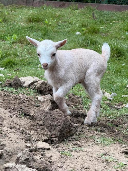 Dwerggeit bokje Camel, Dieren en Toebehoren, Schapen, Geiten en Varkens, Geit, Mannelijk, 0 tot 2 jaar
