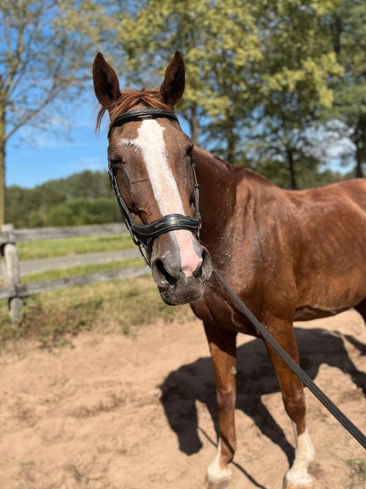 Gezelschapspaard, Dieren en Toebehoren, Pony's, Merrie, Zadelmak, 11 jaar of ouder, Met stamboom, Gechipt, Ontwormd, Ingeënt