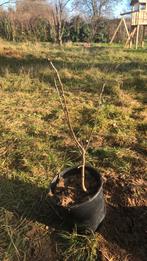 Jeune cerisier, Jardin & Terrasse, Enlèvement, En pot