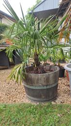 palmboom, Tuin en Terras, Ophalen, In pot, Palmboom