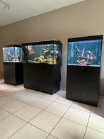 3 aquariums volledig compleet met visbestand alles alles!!, Dieren en Toebehoren, Ophalen, Zo goed als nieuw