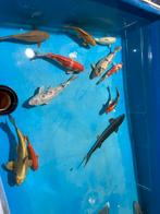 Poisson koi et esturgeon, Ophalen