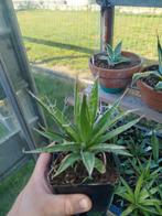 Agave Filifera 3 jaar oud uit Belgisch geoogst zaad!, Tuin en Terras, Planten | Tuinplanten, Ophalen of Verzenden