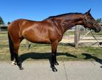 7-jarige merrie Niveau 120, Dieren en Toebehoren, Paarden, Merrie, Met stamboom, Springpaard, 7 tot 10 jaar