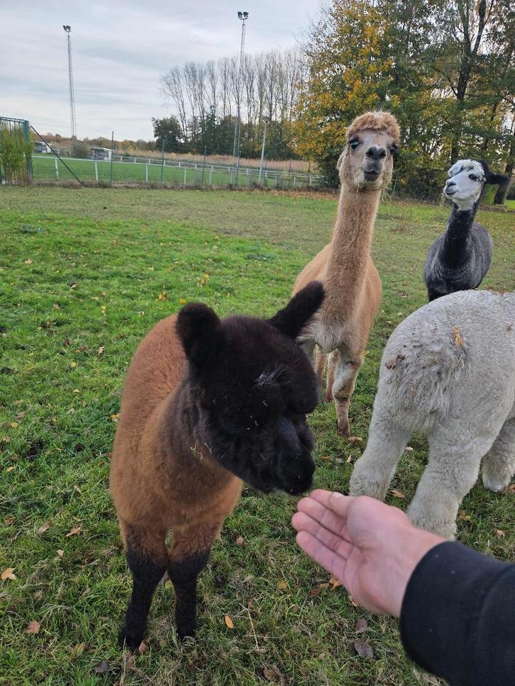 Lieve makke alpaca hengstjes, Dieren en Toebehoren, Schapen, Geiten en Varkens