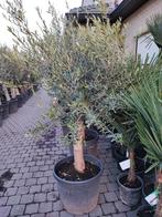 Olijfbomen Olea Europaea beschikbaar tijdens het Paasweekend, En pot, Olivier, Plein soleil, Printemps