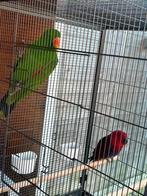 Edelpapegaai kweek koppel 2020, Dieren en Toebehoren, Meerdere dieren, Papegaai, Geringd