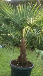 Trachycarpus Fortunei (2 beschikbaar), Tuin en Terras, Ophalen, In pot