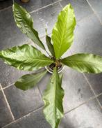 Anthurium Hookeri, Huis en Inrichting, Kamerplanten, Ophalen