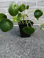 mooie pannenkoekenplantjes !!!, Ophalen of Verzenden