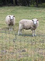 2 jonge Texelse ooien