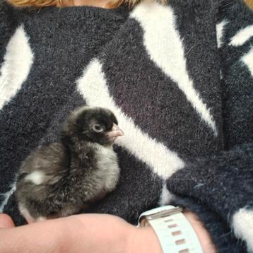 Olijflegger en easter egger kuikens  beschikbaar voor biedingen
