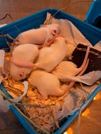 Albino muisjes, Dieren en Toebehoren, Augustus, Meerdere dieren, Muis