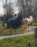Demi-tonneau kar/koets, Dieren en Toebehoren, Gebruikt, Overige typen, Paard