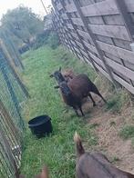 Soay schaapjes 2 miekes, Dieren en Toebehoren