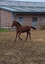 Veulen don't touch tiji hero x Nabab de rêve, Dieren en Toebehoren, Paarden