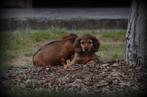 Teckel pups langhaar, Dieren en Toebehoren, België, Reu, CDV (hondenziekte), 8 tot 15 weken