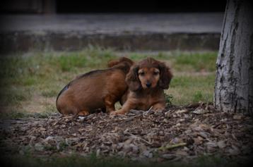 Teckel pups langhaar beschikbaar voor biedingen