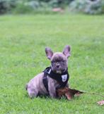 Chiots bouledogue français bien élevés avec pedigree, Chien (mâle), Belgique, Bouledogue, Plusieurs