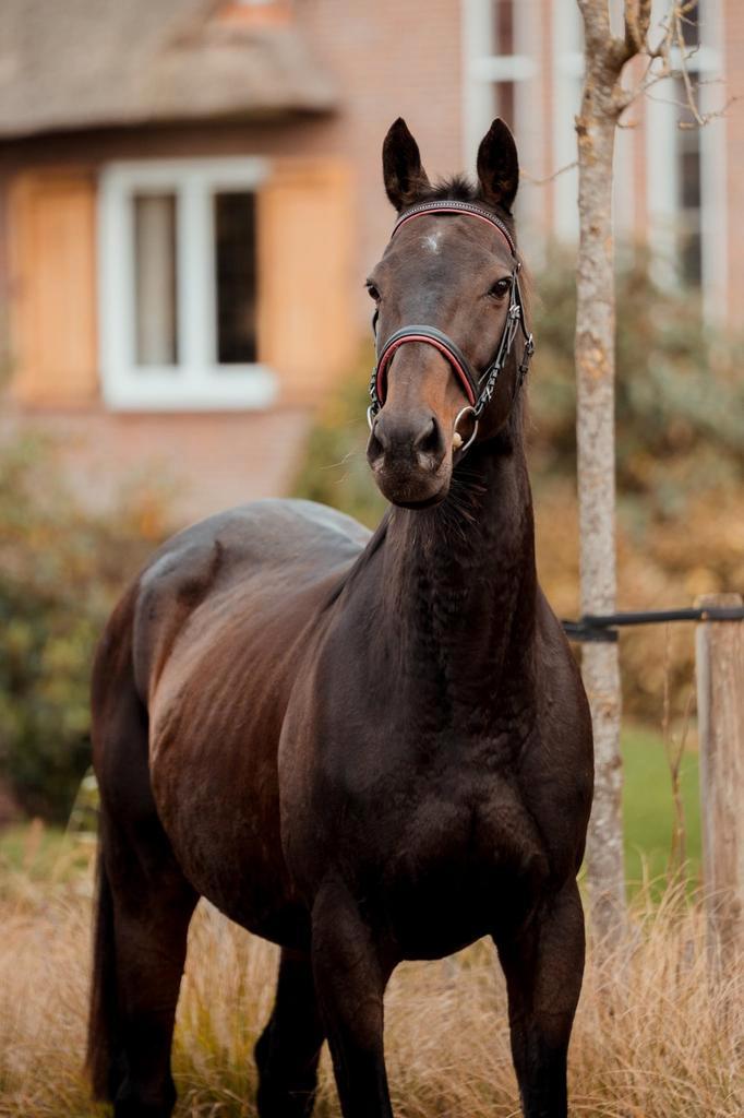 Superlieve merrie, Dieren en Toebehoren, Paarden, Merrie, Ontwormd