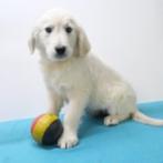 Golden Retriever - chiots belges à vendre, Parvovirose, Plusieurs, Belgique, 8 à 15 semaines