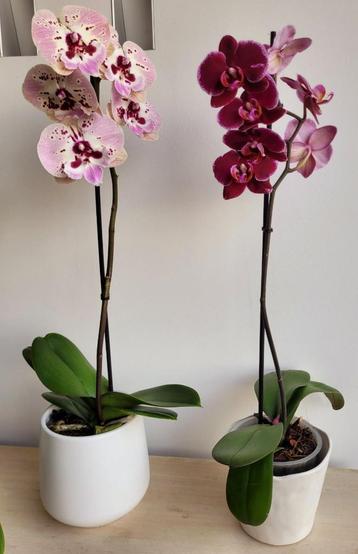 Supermooie orchideeën 