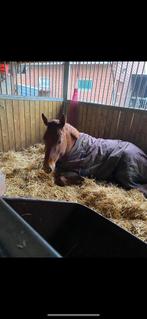 QHP winterdeken turnout 150 gram 155/205, Dieren en Toebehoren, Ophalen of Verzenden, Gebruikt, Deken