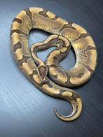 1.0 enchi redstripe 100% dh hypo puzzle cb23, Dieren en Toebehoren, Slang, Tam, 0 tot 2 jaar