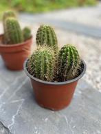 Cactussen, Ophalen, Cactus