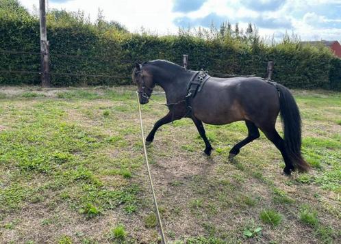 Leuke b pony, Dieren en Toebehoren, Pony's, Merrie, B, B pony (1.17m tot 1.27m), Recreatiepony, 7 tot 10 jaar, Met stamboom, Gechipt