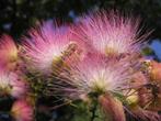 Albizia boom zaden, Tuin en Terras, Bloembollen en Zaden, Ophalen of Verzenden