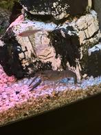 Blauwe kreeft, Dieren en Toebehoren, Reptielen en Amfibieën, Overige soorten, 0 tot 2 jaar