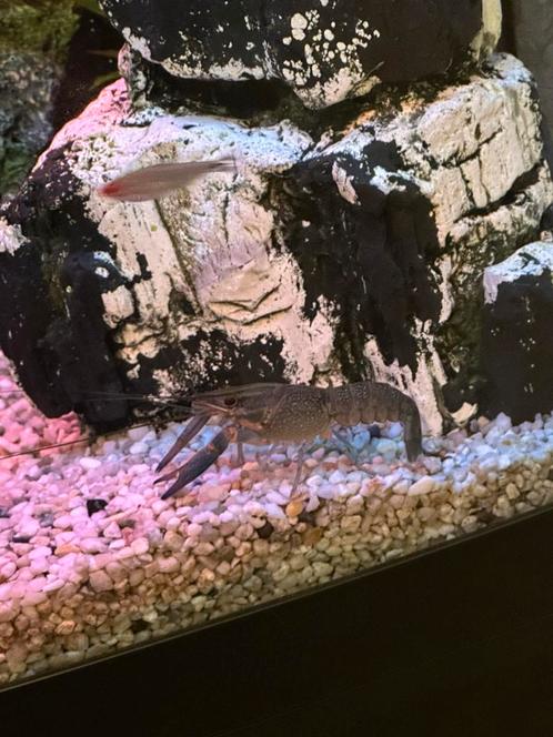Blauwe kreeft, Dieren en Toebehoren, Reptielen en Amfibieën, Overige soorten, 0 tot 2 jaar