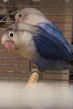 2 dwergpapegaaien, Dieren en Toebehoren