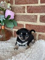 Kleinblijvende chihuahua reutje s ( ouders fci ), Animaux & Accessoires, Chiens | Chihuahuas & Chiens de compagnie, Chien (mâle)